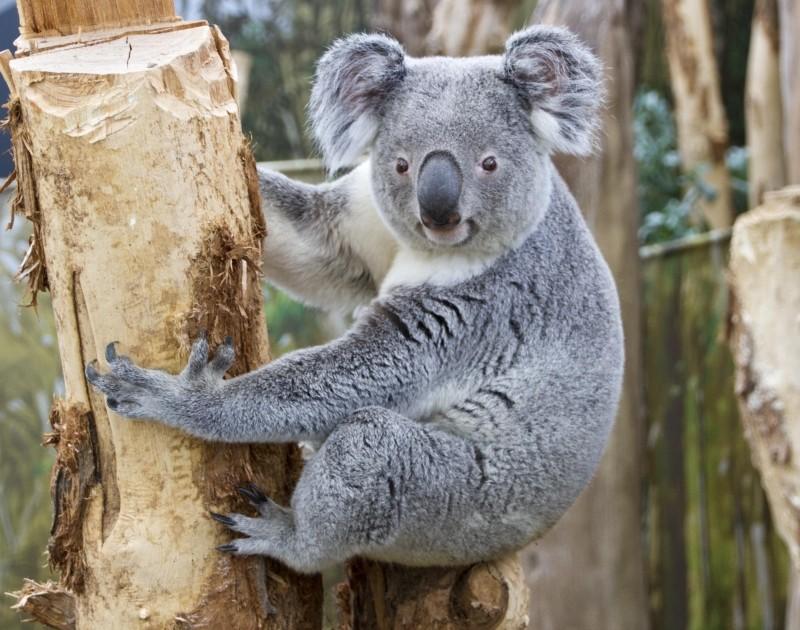 Koala Tinaroo Zoo Leipzig